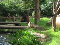 Palmitos Park. Klik for et st�rre billede.