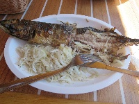 Fisk