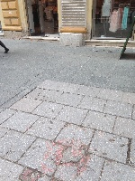 Sarajevos rose