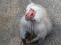 Tierpark Hagenbeck