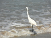 En trane p� stranden