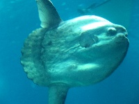 Oceanariet
