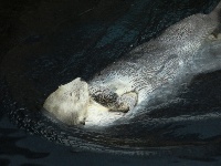 Oceanariet