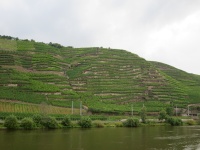 Vinmarker