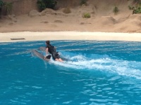 Delfinshow