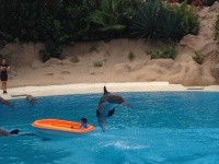 Delfinshow