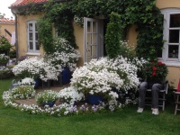 En have i Skagen