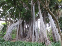 Botanisk have
