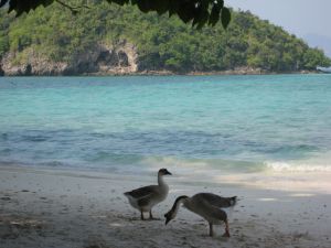 Chicken Island