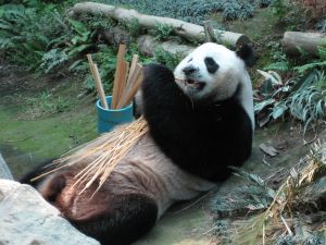 Panda