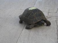 Skildpadde