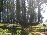 Octopus Tree