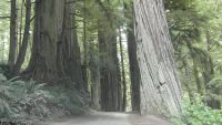 Jedediah Smith Redwoods State Park