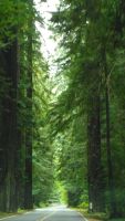 Avenue of the Giants