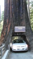 Drive Through Tree 