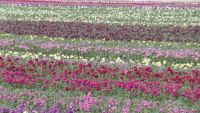 Blomstermark
