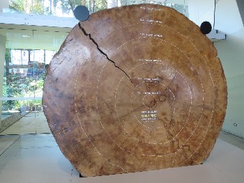 Kauri Pine