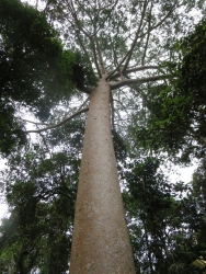 400 �r gammel Kauri Pine.