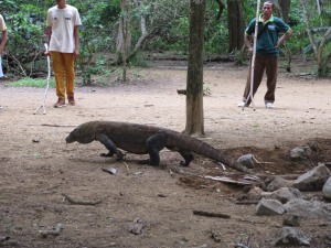 Varan