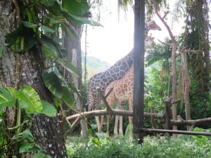 Zoo