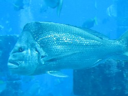 Fisk
