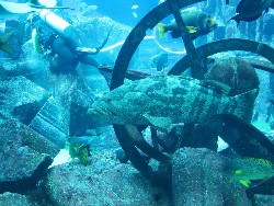 Lost Chambers Aquarium