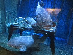 Lost Chambers Aquarium